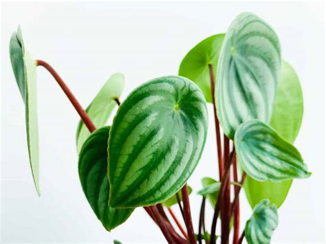 watermelon peperomia moisture meter|watermelon peperomia plant temperature.